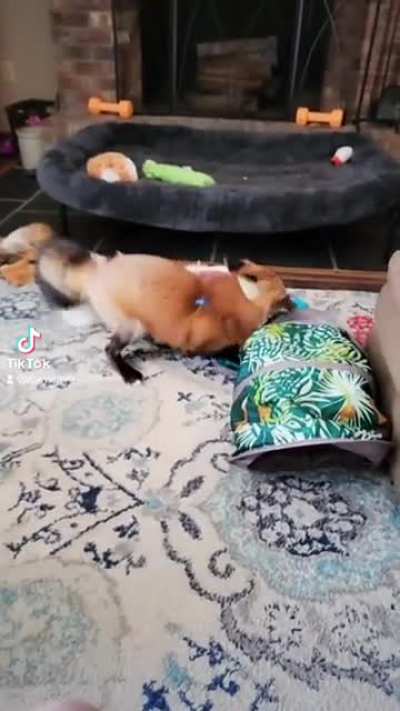Zoey playing with her tunnel