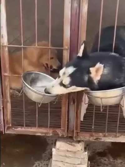 Собака-клептомака