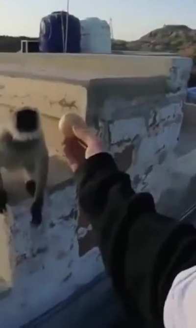 Never anger a monkey...