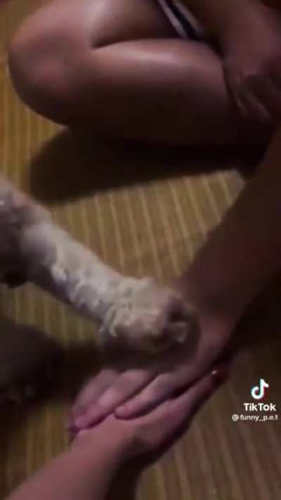 animais