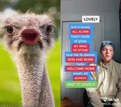 Duet with an ostrich
