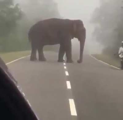 Elephant: Bro why u looking at me, I didn't do anything!
