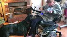 My disabled mother trained her dog to pick up her phone when she drops it.