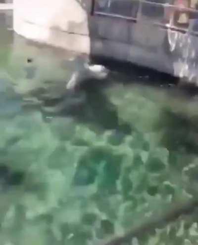 Do walrus count?