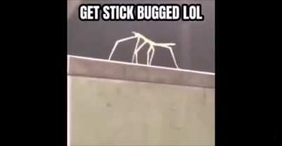 Oc i made