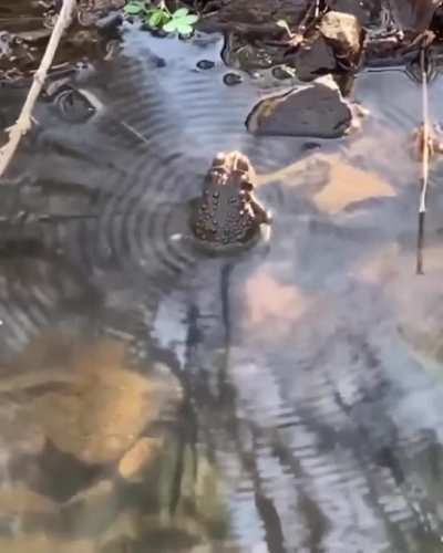 This frog's frequencies