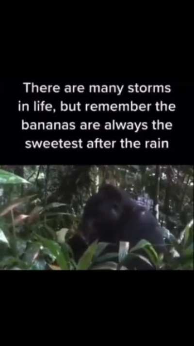 monke wisdom