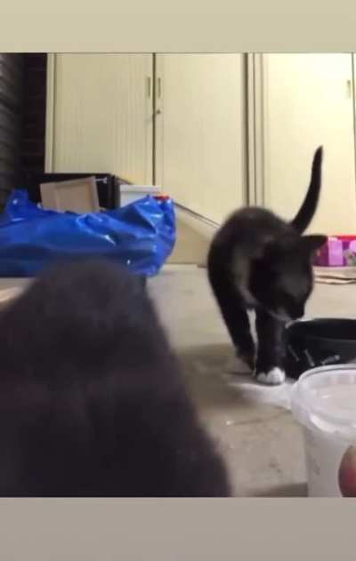 Cat laughing