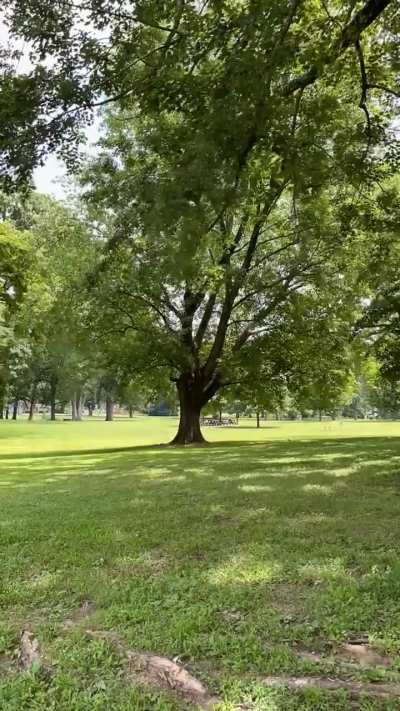 Sunny Day at Park