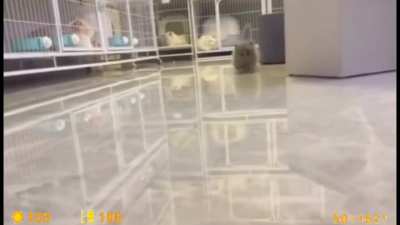funi little Cats