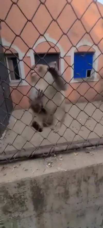 Man messes with the wrong monkey