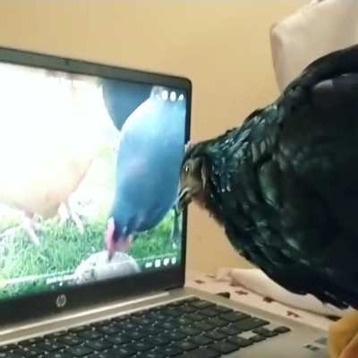 Watching chicken videos