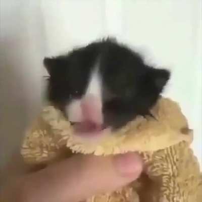 Kitto