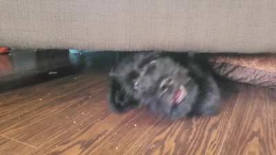 Ozzy finally got too big to fit under the couch.
