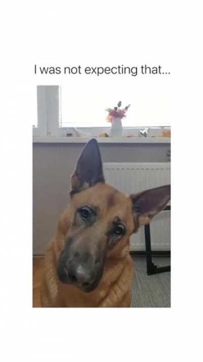 A mixed breed