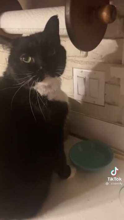 Magic ouija cat