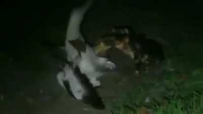 Coconut crabs don't just hunt coconuts, here's footage of one killing a red-footed booby (Courtesy of Nature is Scary)