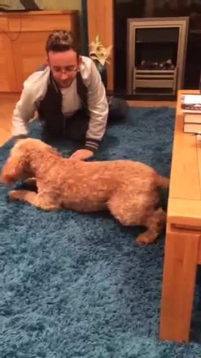 Teasing the dog, gone wrong!