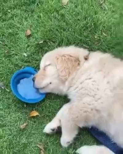 this tired little puppy