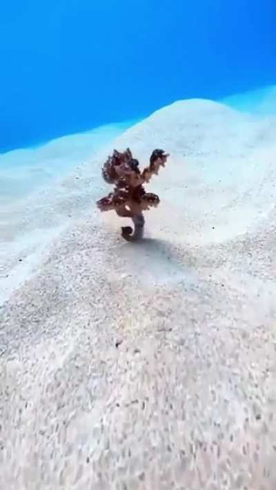 Tiny Octopus running along the ocean floor.