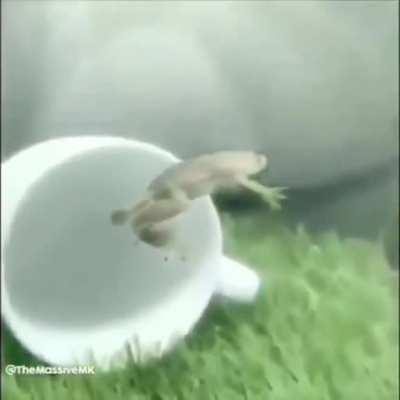 Wtf da frog be floating?????? rule
