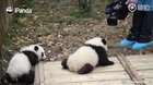A panda a day keeps the sorrow away