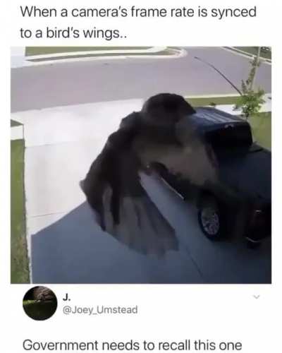It's not just pigeons?