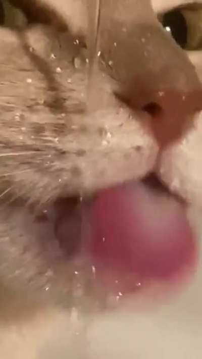 Biscuit drinking water