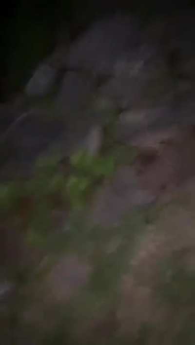 Catchin' frogs