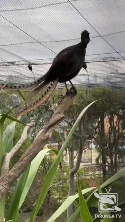 Lyrebird mimicking the most desperate and dangerous creature: COVID-deniers