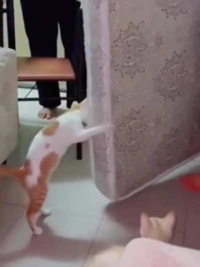 Cat Movers