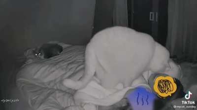 Shaking the bed