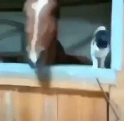 Just a horse and a cat being best of friends!
