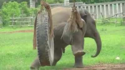 Baby elephant playing day