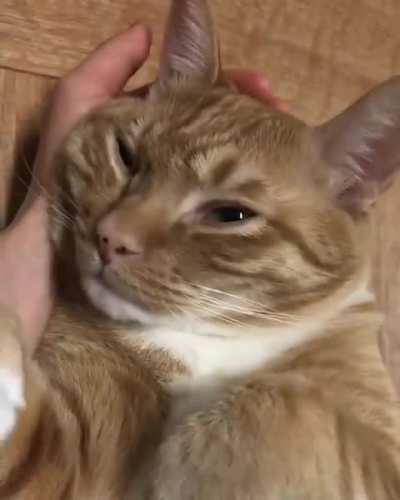 Cat covering their head in the most adorable way when they wake up
