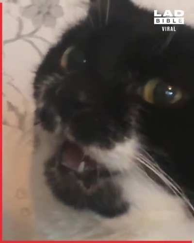 CatsSniffingFeet