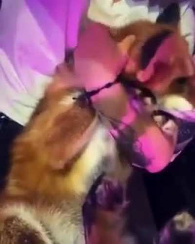 fox rule