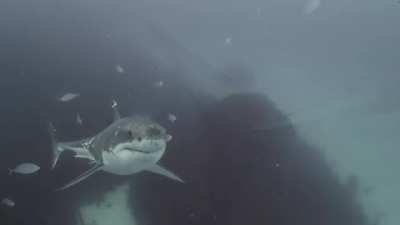Shark that's seen a fair share of injuries