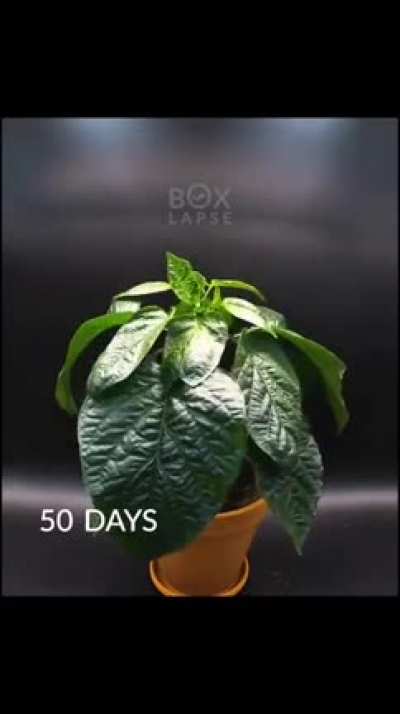 Life of a bell pepper