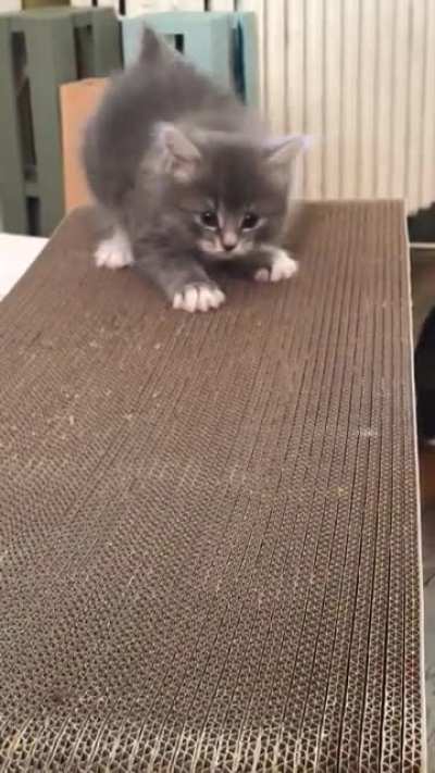 Criminal Floof FLEX