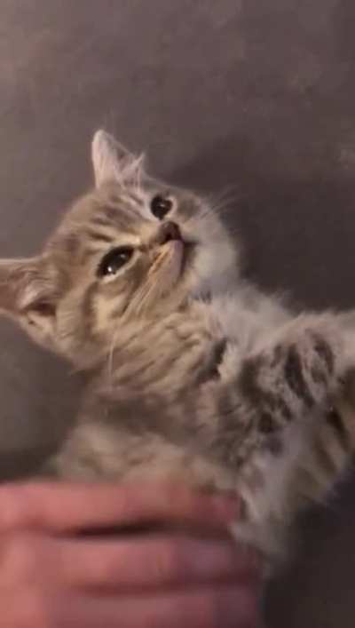 Smol belly rubs