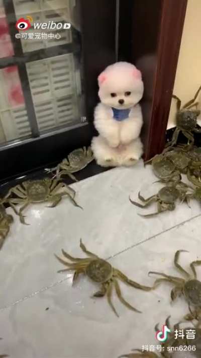 Crabs on the loose.