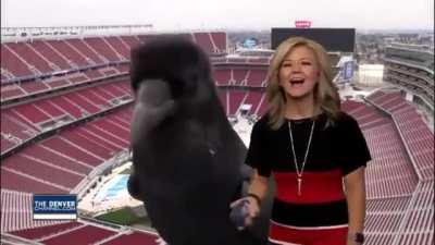 Crow sports