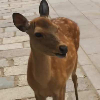 Ever seen a deer do this?