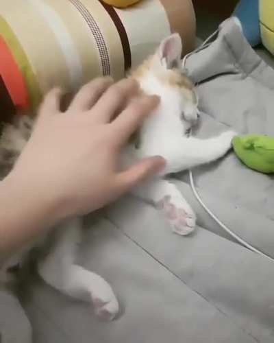 Cat has run out of battery