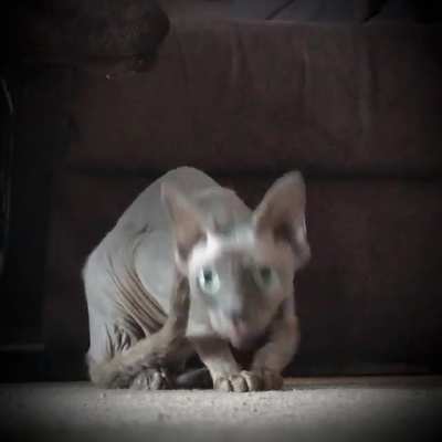 Run/: Stealth-Mode-Alpha3.cat (OC)