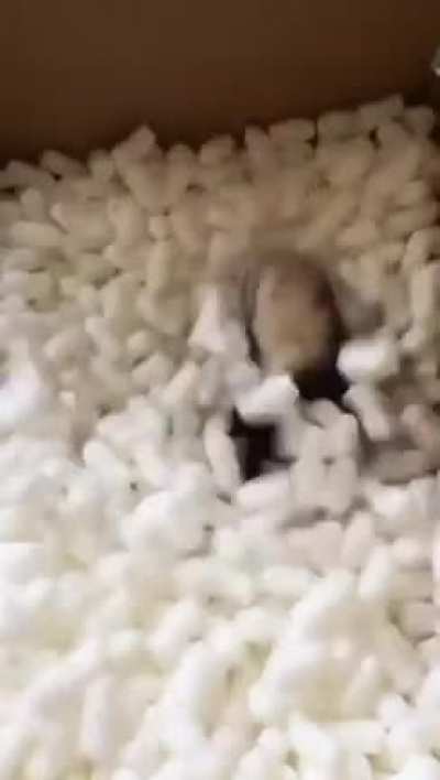 Ferret.exe has stopped working