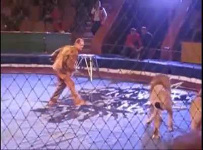Messing With Lions