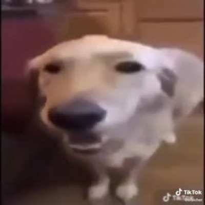 Perro mantequilla