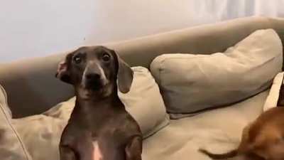 Don't look at them, look at meeeeee!